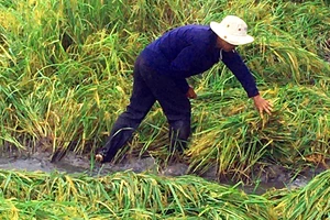 Hậu Giang: Gần 10.000ha lúa, cây ăn trái thiệt hại do mưa lũ