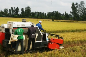ĐBSCL: Nông dân bán lúa nhanh, giá gạo xuất khẩu tăng 