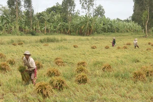 Các đồng bằng tạo ra “giỏ thực phẩm” đang chịu tác động nghiêm trọng do biến đổi khí hậu