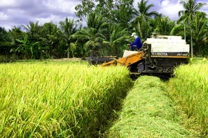Giúp nông dân trồng lúa tích hợp các giải pháp giảm thất thoát sau thu hoạch