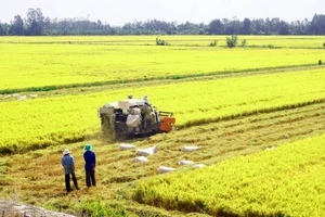 Tổ chức lại sản xuất đất lúa theo hướng tập trung vào chất lượng thay vì sản lượng