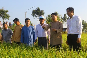 Lãnh đạo tỉnh Hậu Giang thăm đồng lúa trĩu bông tại huyện Vị Thủy ngày 15-2