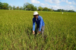 Bàn giải pháp để miền Tây sống chung với hạn - mặn