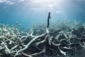 Rạn san hô Great Barrier Reef ở đảo Lizard, Australia bị tẩy trắng
