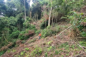 Gia Lai, Lâm Đồng: Điều tra phá rừng 