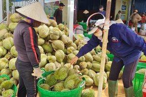 Sầu riêng ở Đắk Lắk vừa được thị trường Trung Quốc chấp thuận nhập khẩu bằng đường chính ngạch Ảnh: MAI CƯỜNG