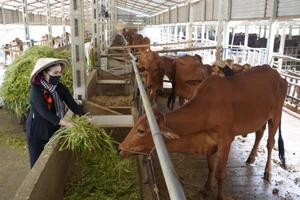 Trang trại nuôi bò kết hợp nuôi trùn quế ở xã Phan, huyện Dương Minh Châu, tỉnh Tây Ninh