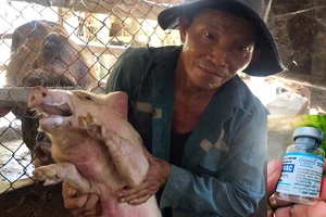 Đàn heo của hộ chăn nuôi Võ Minh Hồng (xã Tịnh Bình, huyện Sơn Tịnh, tỉnh Quảng Ngãi) chết sau khi tiêm vaccine NAVETCO-ASFVAC 