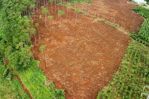 Đắk Nông: Khẩn trương phục hồi rừng bị lấn chiếm dọc quốc lộ 28