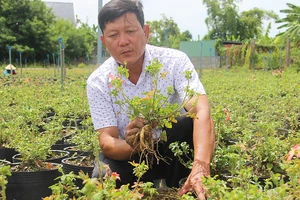 Ông Trần Minh Tâm và vườn sâm Bố Chính ở Bình Định