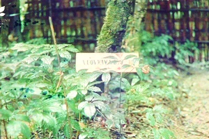 Vườn Sâm Ngọc Linh đầu tiên của thương hiệu Sâm Ngọc Linh Kon Tum K5 năm 1997