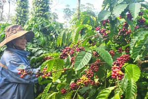 Vườn cà phê của bà Lữ Thị Thành (xã Thăng Hưng, huyện Chư Prông, tỉnh Gia Lai) đang cho thu hoạch. Ảnh: HỮU PHÚC