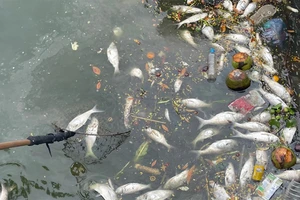 Cá Hồ Tây chết lẫn với rác thải sinh hoạt khiến môi trường bị ô nhiễm nặng
