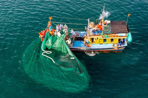 Ngư dân đánh bắt bền vững, bảo tồn nguồn lợi thủy sản sẽ giúp nghề cá ngày càng hiện đại, triệt tiêu khai thác IUU. Ảnh: ĐẶNG VĂN HẢI