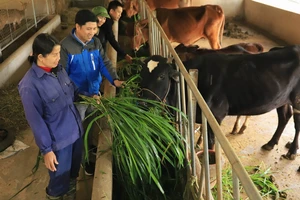 Người dân ở xã Sơn Giang (huyện Hương Sơn, Hà Tĩnh) nuôi nhốt gia súc tại chuồng để tránh rét. Ảnh: DƯƠNG QUANG