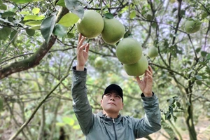 Anh Nguyễn Minh Hải, chủ vườn bưởi ở ấp Tân Triều, xã Tân Bình kiểm tra bưởi đến kỳ thu hoạch