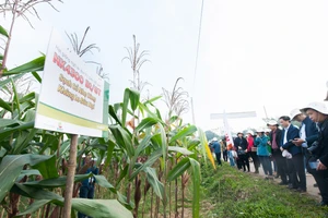 Bộ NN-PTNT và Hội Nông dân Việt Nam tổ chức cho nông dân tham quan một mô hình trồng ngô chuyển gen để tăng năng suất tại tỉnh Thái Nguyên