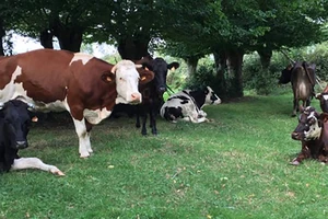 Một trang trại chăn nuôi bò theo hình thức tự nhiên ở Pháp