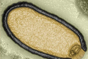 Một virus cổ đại được phân lập từ một mẫu băng vĩnh cửu