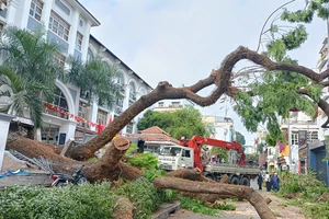 Xử lý trách nhiệm cá nhân, tổ chức vụ cây xanh ngã đổ ở Trường THCS Trần Văn Ơn