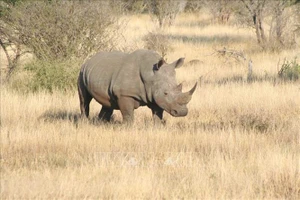 Nam Phi kết án nặng 3 kẻ săn Nam Phi kết án nặng 3 kẻ săn trộm tê giác