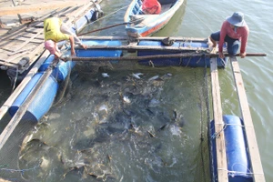 Mô hình nuôi cá lồng bè trên sông Chà Và (xã Long Sơn, TP Vũng Tàu)