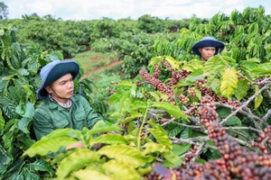 Những vườn cà phê năng suất cao tại tỉnh Đắk Lắk 