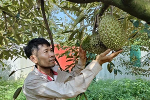 Anh Nguyễn Văn Được (Phường Xuân Tân, TP Long Khánh) có ý định mở rộng diện tích cây sầu riêng