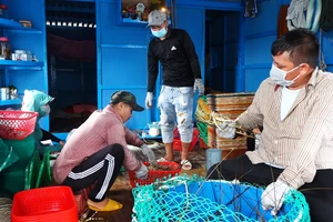 Giá tôm hùm bông giảm hơn một nửa khiến nhiều người nuôi tôm ở Phú Yên có nguy cơ thất thu, vỡ nợ