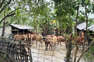 Đàn bò của gia đình ông Nguyễn Văn Triều ở thị trấn Cam Lộ, huyện Cam Lộ, tỉnh Quảng Trị bị lũ cuốn trôi, được người dân và lực lượng chức năng tìm về giúp