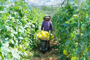 Nông dân tham gia mô hình nông nghiệp sinh thái của HTX Nông nghiệp 2 Nhơn Thọ (thị xã An Nhơn, Bình Định). Ảnh: NGỌC OAI