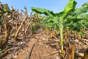 Đồng Nai: Giá chuối giảm sâu, nông dân lo lắng
