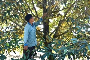 Chăm sóc cây sầu riêng mới trồng tại huyện Tân Phước, Tiền Giang