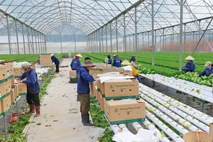 Nông dân thu hoạch rau xà lách tại trang trại rau của Công ty TNHH Trang trại Trường Phúc (TP Đà Lạt) để đóng gói xuất khẩu sang thị trường Hàn Quốc. Ảnh: ĐOÀN KIÊN