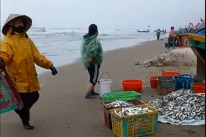 Nhiều ngư dân Hà Tĩnh trúng đậm cá trích biển