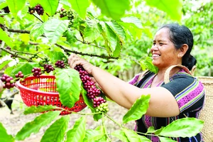 Giá cà phê vượt 100.000 đồng/kg: Không để xáo trộn thị trường