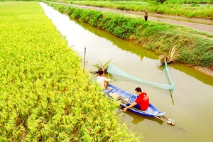 Mô hình lúa hữu cơ kết hợp nuôi tôm càng xanh tại huyện Trà Cú, tỉnh Trà Vinh. Ảnh: TÍN DI