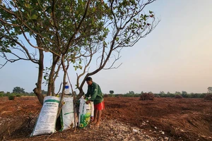 Vườn điều xã Ia Dêr (huyện Ia Grai, tỉnh Gia Lai) đã được chặt bỏ để trồng cà phê, chỉ chừa 1 cây để che bóng. Ảnh: HỮU PHÚC