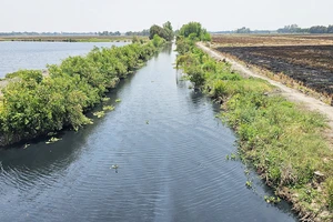 Điều tra nguyên nhân ô nhiễm các dòng kênh giáp ranh giữa Long An và Tiền Giang