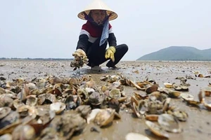 Trà Vinh: Sản lượng nghêu giảm mạnh