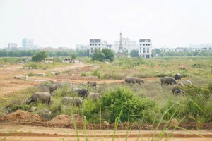 Dự án ngàn tỷ thành nơi chăn thả trâu bò