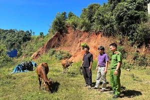 Đảng ủy và Công an xã Đăk Hà, huyện Tu Mơ Rông, tỉnh Kon Tum thăm, động viên anh Vi Văn Cảnh nuôi bò, nâng cao thu nhập 