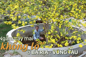 Ngắm cây mai “khổng lồ” ở Bà Rịa - Vũng Tàu
