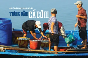 Ngư dân Quảng Ngãi trúng đậm cá cơm