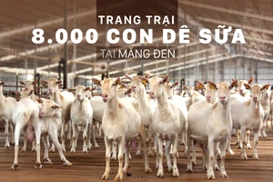 Trang trại 8.000 con dê sữa tại Măng Đen