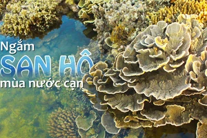 Ngắm san hô mùa nước cạn ở Quảng Ngãi