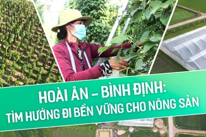 Hoài Ân – Bình Định: Tìm hướng đi bền vững cho nông sản