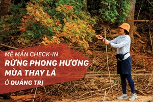 Mê mẩn check-in rừng phong hương mùa thay lá ở Quảng Trị