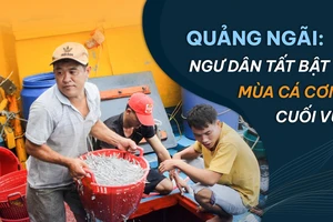 Quảng Ngãi: Ngư dân tất bật mùa cá cơm cuối vụ 