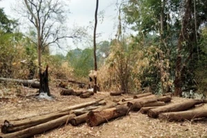 Số gỗ được phát hiện tại tiểu khu 442, Vườn quốc gia Yok Đôn